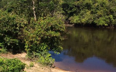 Ecologde Suriname